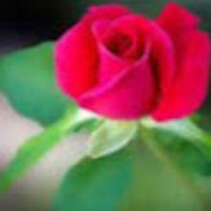 Meet your Posher, Altamese